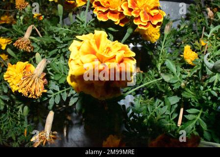 Fleur jaune dans le jardin de la mer dans la ville de Varna. Banque D'Images