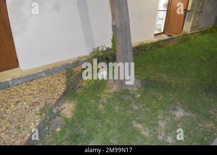 Chat à côté de l'arbre dans le jardin de la mer à Varna. Banque D'Images