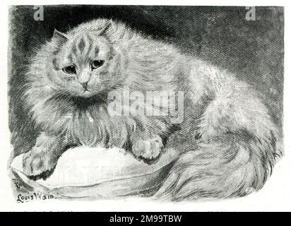 Le Red Tabby et le White Cat de Mme Pattison 'Chicot', qui ont remporté une médaille d'or au Crystal Palace Cat Show. Banque D'Images