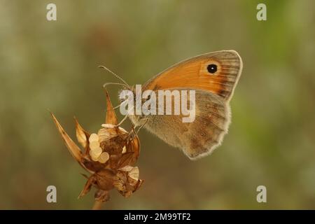 Gros plan du petit papillon de la lande, Coenonympha pamphilus, assis sur une pointe d'une plante contre un fond vert avec des ailes fermées Banque D'Images