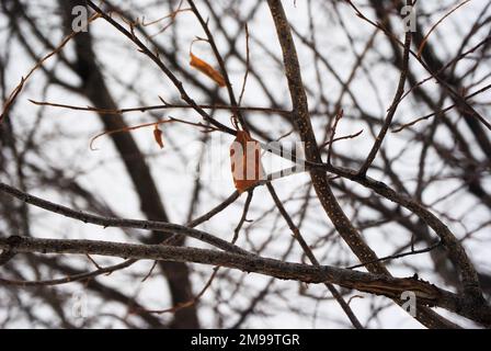 Une feuille isolée sur les branches d'un arbre stérile en hiver. Banque D'Images