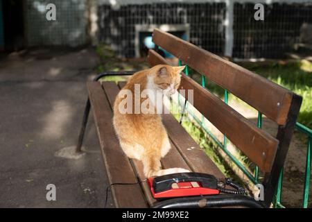 Chat rouge sur banc en été. Animal de compagnie dans la cour de la maison. Poils rouges chez l'animal. Chat au soleil. Banque D'Images