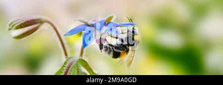 Bomblebee à queue de buffle Bombus terrestris prenant le nectar de Borago officinalis Banque D'Images