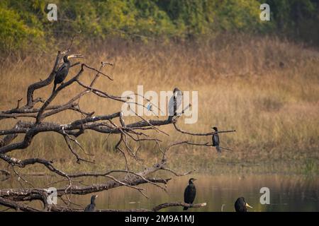 Un incroyable gros plan d'un troupeau de cormorans indiens sauvages dans les branches d'un arbre. Banque D'Images