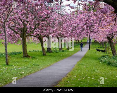 Pittoresque avenue des arbres (fleur rose colorée en fleur, branches surplombant le sentier, marcheur pour chiens, journée de printemps) - The Stray, Harrogate, Angleterre, Royaume-Uni. Banque D'Images