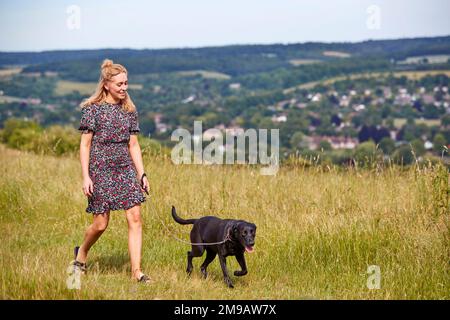 Femme exerçant PET Labrador chien en laisse dans la campagne d'été Banque D'Images