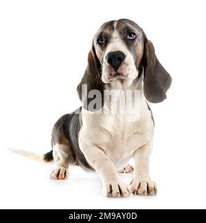 Beagle jeunes in front of white background Banque D'Images
