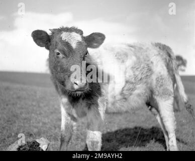 Vue sur les Yorkshire Dales, entre Kaber et Tan Hill : une jeune vache Shorthorn Banque D'Images