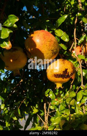 Grenades (Punica granatum) poussant sur un arbre dans un quartier en dehors d'Athènes, Grèce Banque D'Images