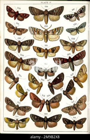 Papillons et papillons de nuit, planche 17, Noctuae, Apameidae. Banque D'Images