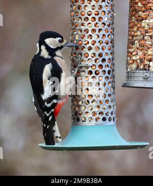 Great Spotted Woodpecker sur un alimenteur de noix Gloucestershire Royaume-Uni Banque D'Images