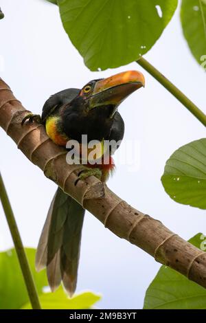 Aracari, Pteroglossus frantzii Banque D'Images