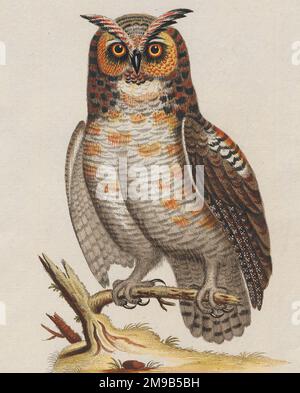 Grand hibou des cornes - Bubo virginianus, vers 1750 Banque D'Images