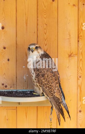 Un grand grebe à crête - le cherrug de Falco - dans une cage captive.L'oiseau de proie est formé par un falconer. Banque D'Images