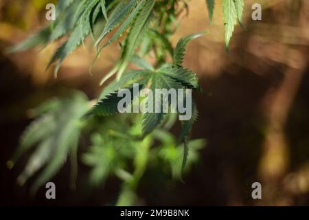 La marijuana pousse à l'extérieur. Variété d'herbe. Stupéfiants dangereux pour la santé. Banque D'Images