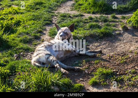 L'hyène tachetée se trouve sur l'herbe et les baraques au soleil. Banque D'Images