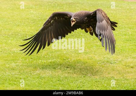 Portrait d'un jeune aigle à tête blanche avec bec ouvert Banque D'Images