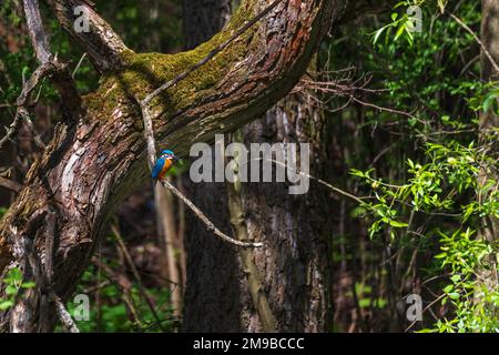 Magnifique oiseau coloré Kingfisher assis sur une branche d'arbre. Ses plumes sont de couleur bleue et orange. Photo sauvage Banque D'Images