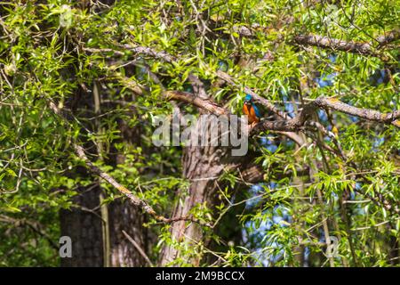 Magnifique oiseau coloré Kingfisher assis sur une branche d'arbre. Ses plumes sont de couleur bleue et orange. Photo sauvage Banque D'Images