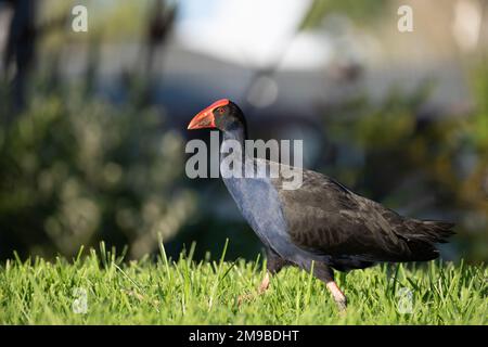 Pukeko, oiseau indigène de la Nouvelle-Zélande, se fourchant dans l'herbe Banque D'Images