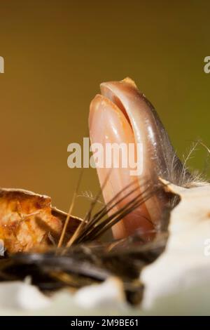 Mallard Anas platyrhynchos, éclosion de poussins à partir d'oeufs, Suffolk, Angleterre, avril Banque D'Images