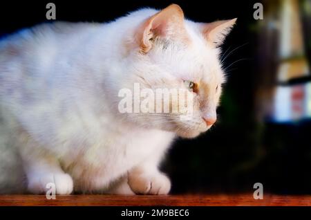 Blue, un chat siamois à point de flamme, regarde une fenêtre, le 15 janvier 2023, à Coden, Alabama. Banque D'Images