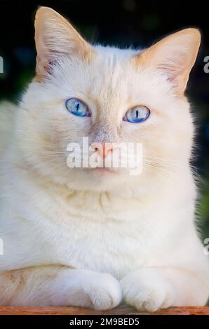 Blue, un chat siamois à point de flamme, regarde une fenêtre, le 15 janvier 2023, à Coden, Alabama. Banque D'Images