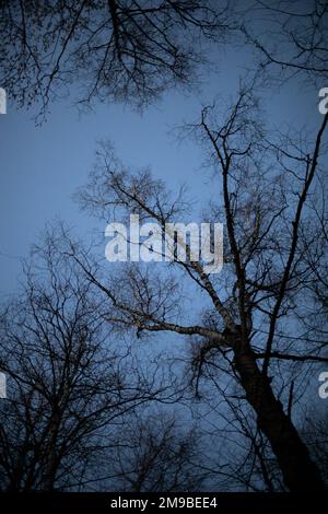 Arbre le soir. Arbre sans feuilles. Silhouette de plante. Détails du parc en hiver. Banque D'Images