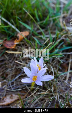 Colchicum alpinum, crocus d'automne alpin, Appennini, Italie. Photo de haute qualité Banque D'Images