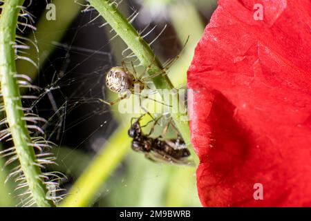 Petite araignée tournant sa toile sur une tige de fleur Banque D'Images