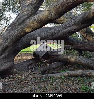 Boîte de nidification d'oiseaux non utilisée sur l'arbre tombé dans le parc de Cann, Union City après de fortes tempêtes de pluie en Californie, janvier 2023 Banque D'Images