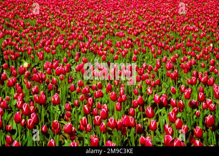 1980S PATRON GÉNÉRAL DE TULIPES BLANCHES ROUGES POUSSANT DANS UN CHAMP À L'EXCEPTION DE QUELQUES TULIPES TOUTES BLANCHES - 103002 RWN001 HARS À L'ANCIENNE Banque D'Images