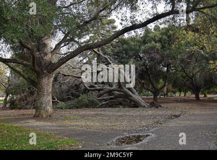 Arbre tombé à Cann Park, Union City après de fortes tempêtes de pluie en Californie, janvier 2023 Banque D'Images