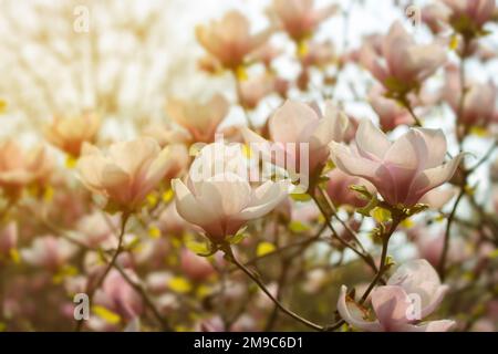 Belle branche de magnolia rose qui fleurit au printemps Banque D'Images