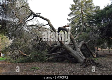 Arbre tombé à Cann Park, Union City après de fortes tempêtes de pluie en Californie, janvier 2023 Banque D'Images