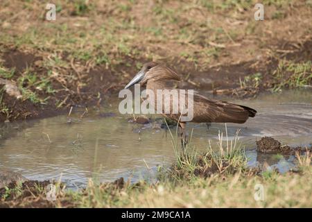 Hamerkop (Scopus umbretta) pêche dans un ruisseau, parc national de Nairobi Banque D'Images