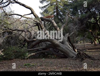 Arbre tombé à Cann Park, Union City après de fortes tempêtes de pluie en Californie, janvier 2023 Banque D'Images