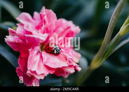 Coccinelle sur la macro de fleur de carnation rose Banque D'Images