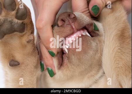 Thème vétérinaire dentaire. Nettoyage des dents du chien vue macro en gros plan Banque D'Images