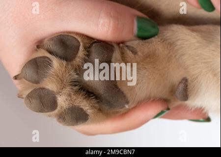 VET contrôle marron paw chien vue rapprochée isolée Banque D'Images