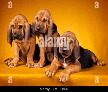 1990S TROIS CHIOTS NOIRS ET TAN BLOODRIER DEUX ASSIS UN COUCHÉ - KD5651 HFF002 HARS À L'ANCIENNE Banque D'Images