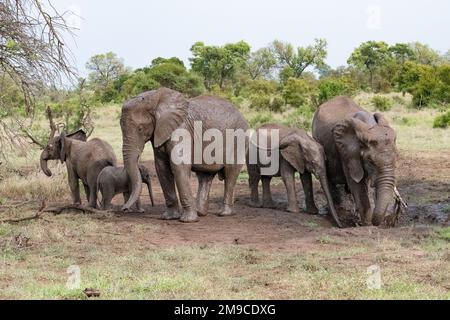 Groupe d'éléphants africains avec des bébés jouant et s'appréciant dans un trou d'eau boueux dans le parc national Kruger, Afrique du Sud Banque D'Images