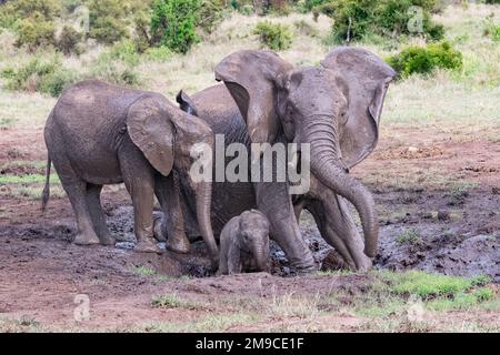 Groupe heureux d'éléphants africains jouant et s'appréciant dans un trou d'eau boueux dans le parc national Kruger, Afrique du Sud Banque D'Images