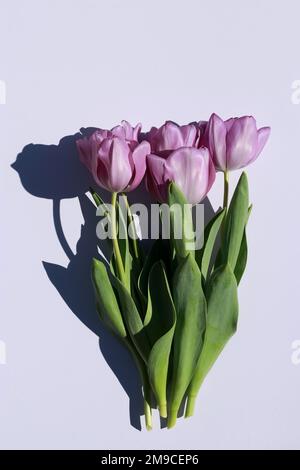 magnifique bouquet de tulipes violettes sur fond blanc avec espace de copie Banque D'Images