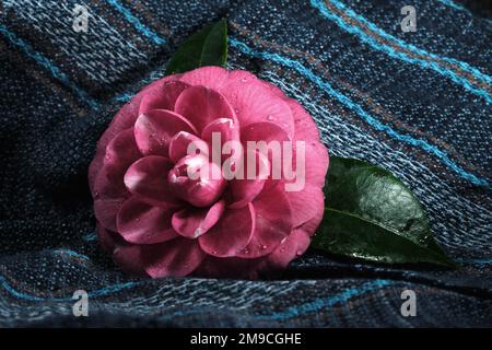 Gros plan de la rose rose avec des feuilles vertes et un arrière-plan bleu Banque D'Images