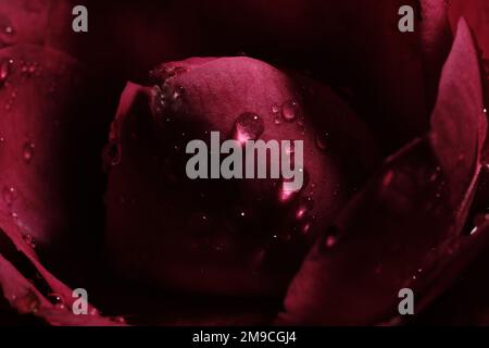 Gros plan extrême de la goutte d'eau brillante sur la rose rouge Banque D'Images