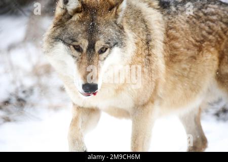 Loup (un peu dans le Zemplén) Banque D'Images