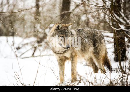 Loup dans la neige (Zemplén) Banque D'Images