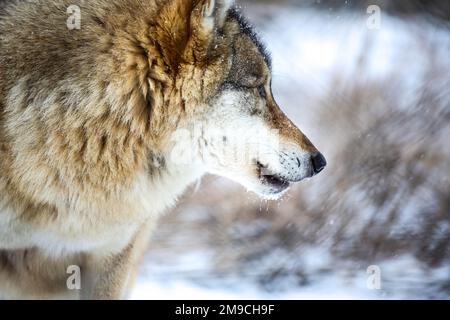 Loup gris dans le Zemplén Banque D'Images
