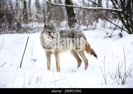 Chasseur de neige (Loup gris dans le Zemplén) Banque D'Images